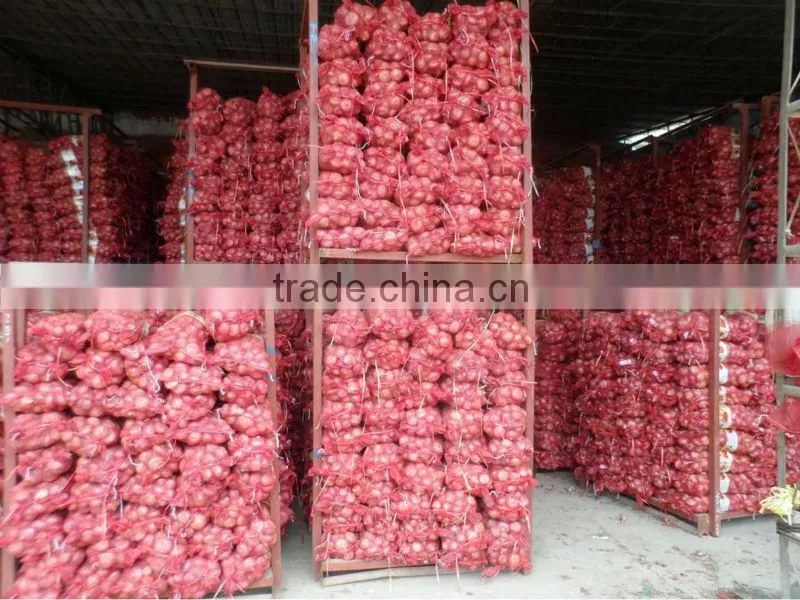 bulk new crop of onion harvest!