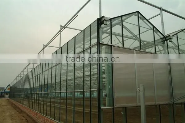 Venlo Type Glass Greenhouse