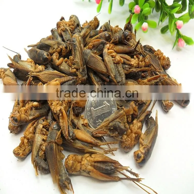 Pet bird food vacuum dried crickets