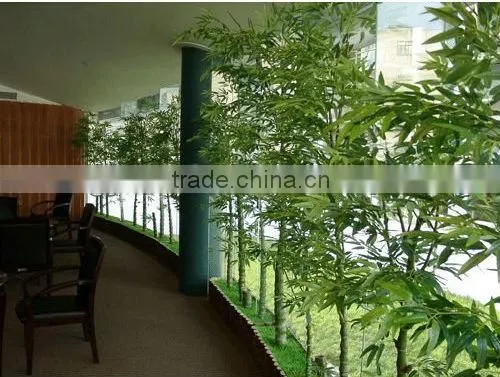 Lucky bamboos
