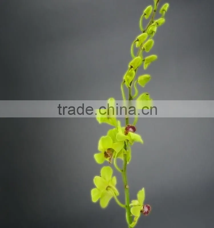 Super quality hot sale mini wholesale violet orchid cattleya