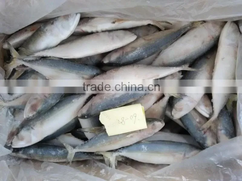 supply frozen indian mackerel