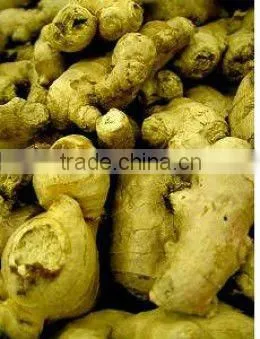 Ginger Oleoresin