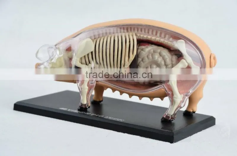 V-AM057 4D MASTER Pig specimens anatomical model