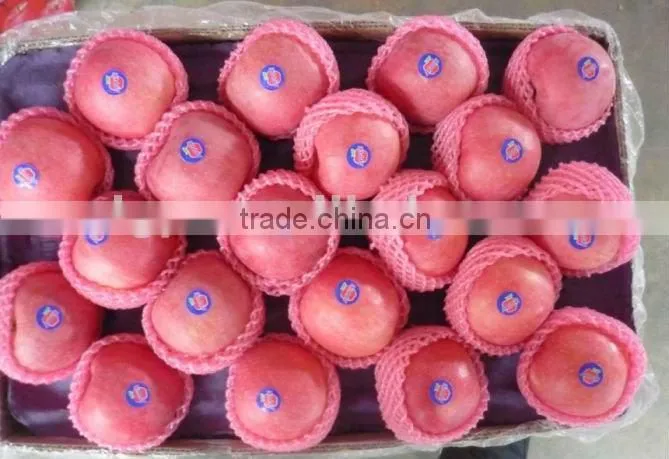 2015 shandong FUJI APPLE