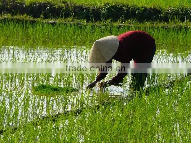 GOOD QUALITY VIETNAM JASMINE RICE
