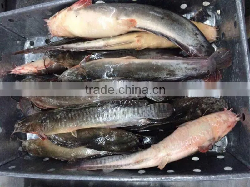 Frozen cat fish whole round