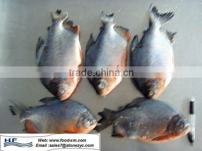 frozen black pomfret fish