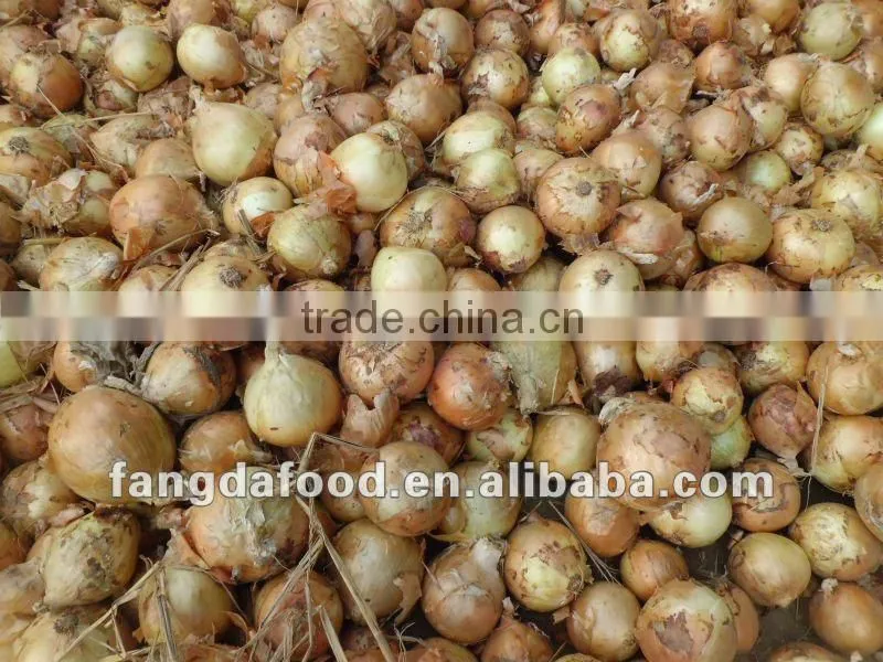 Fresh round shape yellow onion