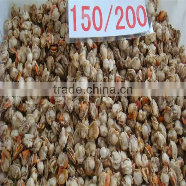 sea frozen cooked raw sacllop adductor