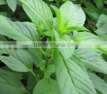 chinese peppermint essential oil