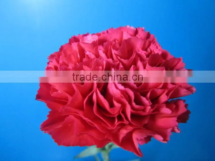 Good smell crazy selling new arrival fresh carnation for home decor