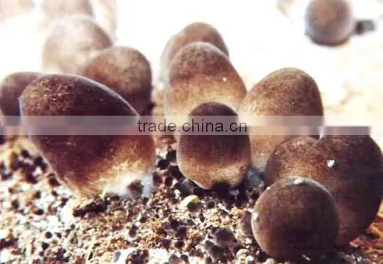 Canned Whole Straw Mushroom In Brine