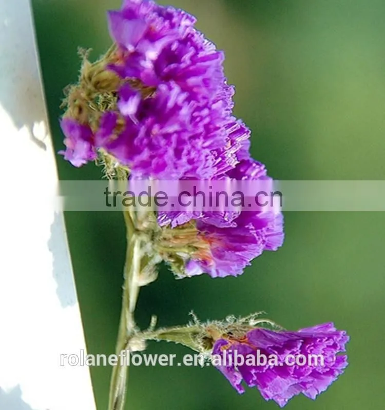 fresh cut Myosotis sylvatica flower to delivery everywhere