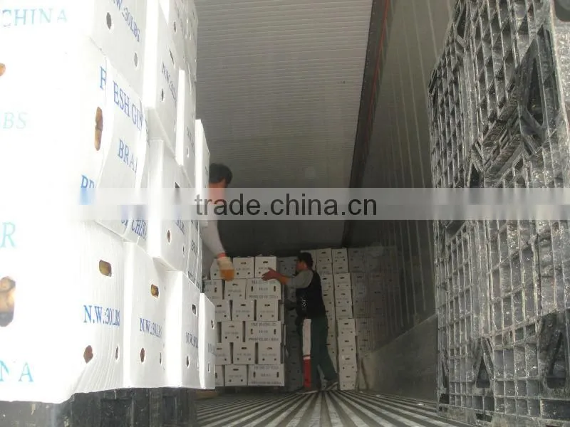 China big Fresh ginger 100g-350g up