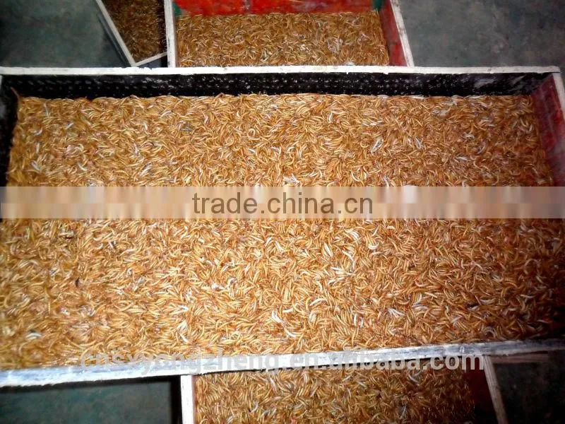 Canned Freeze Drying Mealworms