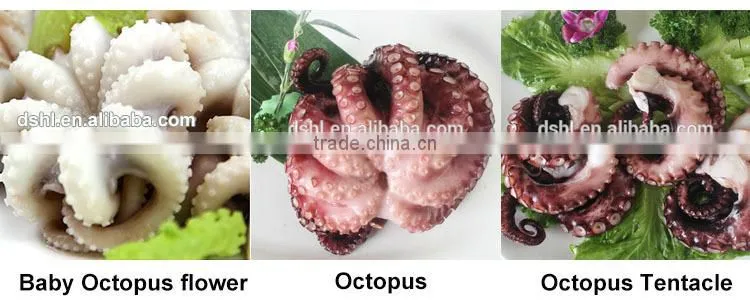 Good quality frozen octopus for sale