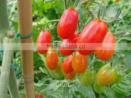 Fresh pickled tomatoes in 1500ml jars