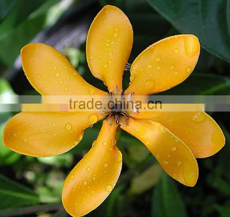 Ylang-Ylang Essential Oil On Best Price From Borg Export India 100% Natural