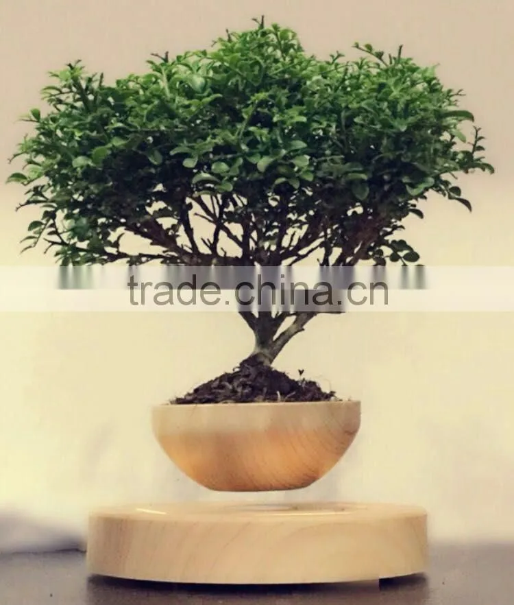 air bonsai pots air plant pots in China
