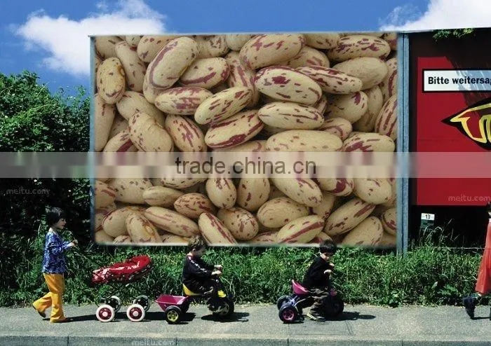 Light Speckled Kidney Beans With Long Shape