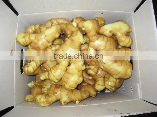 2016 Season mature old Ginger