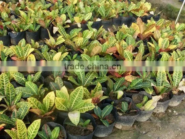 multi color leaves foliage Codiaeum variegatum of outdoor landscaping decorative ornamental plants