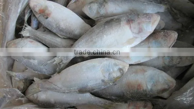 FROZEN SARDINE FISH