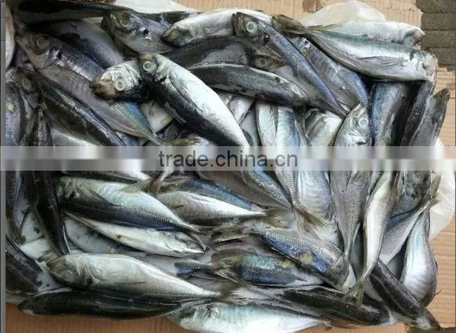 Frozen horse mackerel whole round