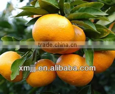 orange buyers