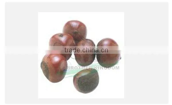 high quality chestnut/New crop chestnut/fresh chestnut