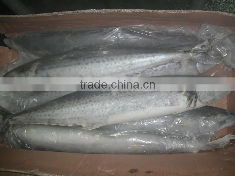 Frozen Spanish Mackerel whole round