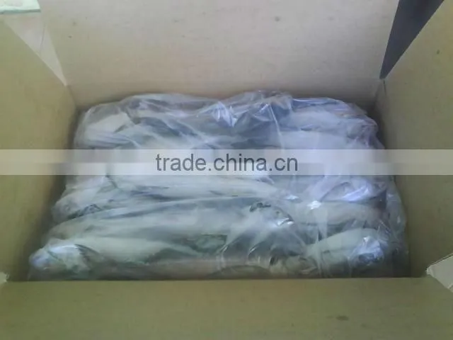Fresh Frozen Horse mackerel fish from Alo seafood Co.,