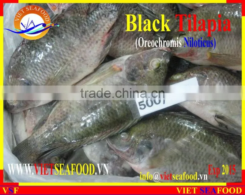 BLACK TILAPIA WHOLE ROUND