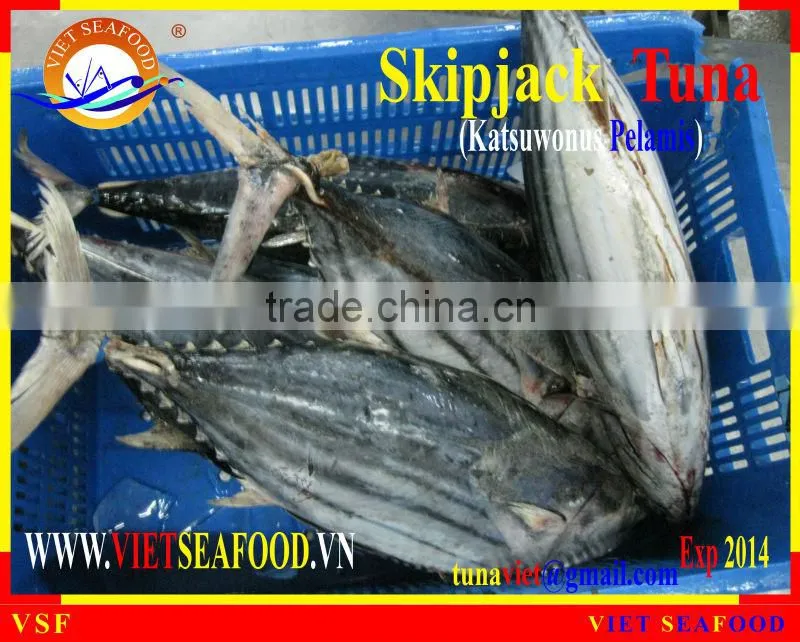 FROZEN WHOLE ROUND SKIPJACK TUNA