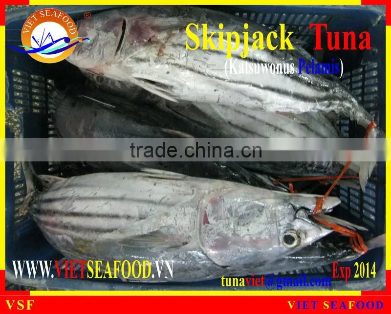 FROZEN W/R SKIPJACK TUNA