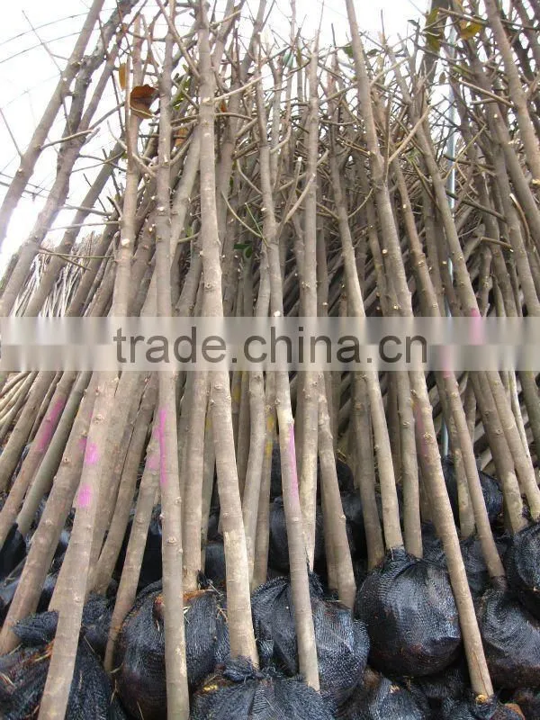 Magnolia grandiflora download from lorry