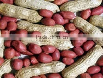Xiang Nong Red Skin Peanut Kernels