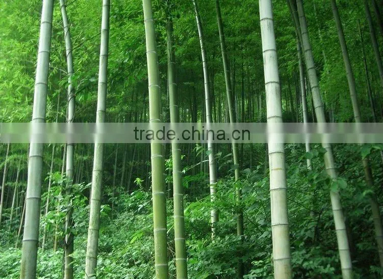 clik lock bamboo flooring click strand bamboo flooring