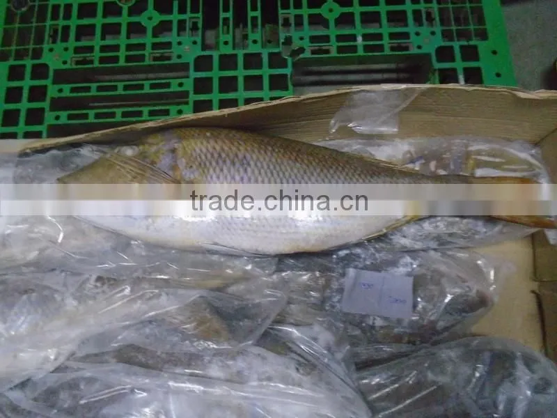 FROZEN EMPEROR FISH