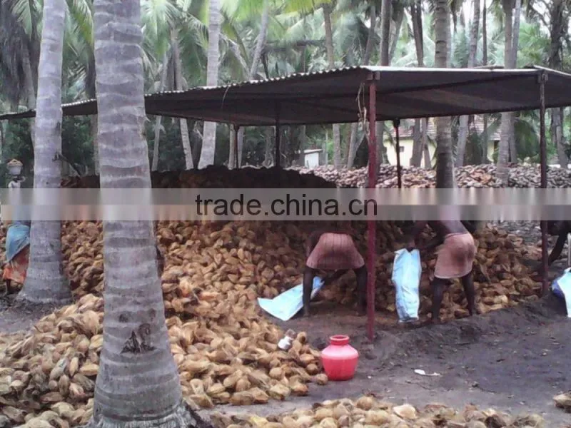 Matured coconuts