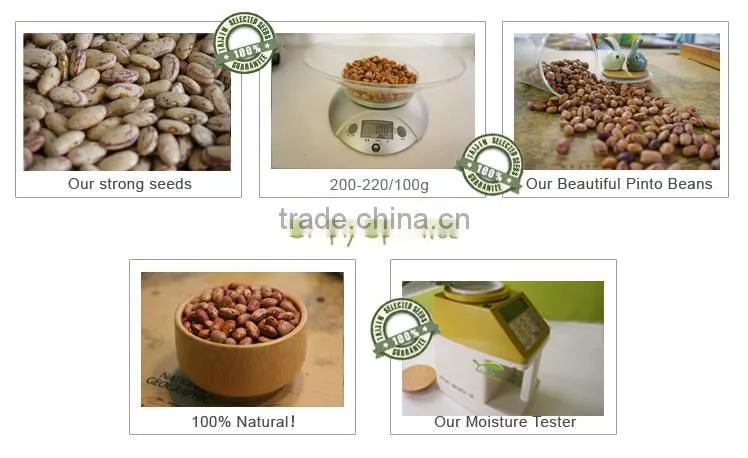 Dried Raw Sugar Beans