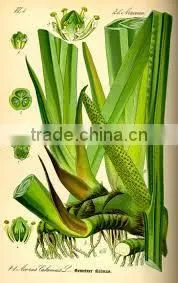 Calamus Oil