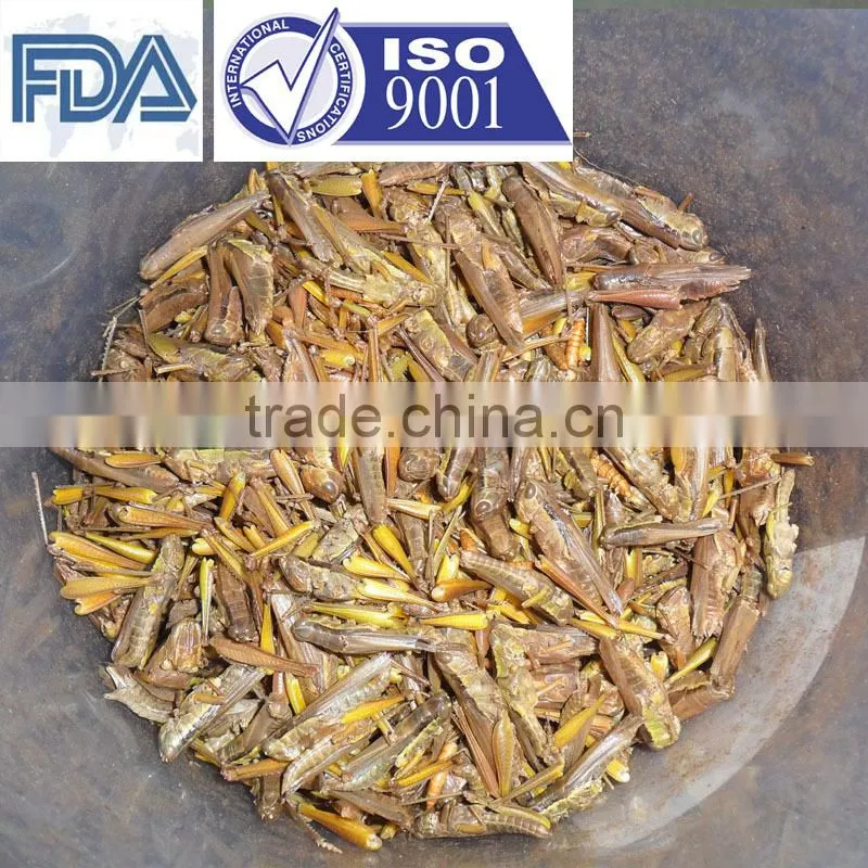 Pet Food Supplies Frozen Dried Grasshopper