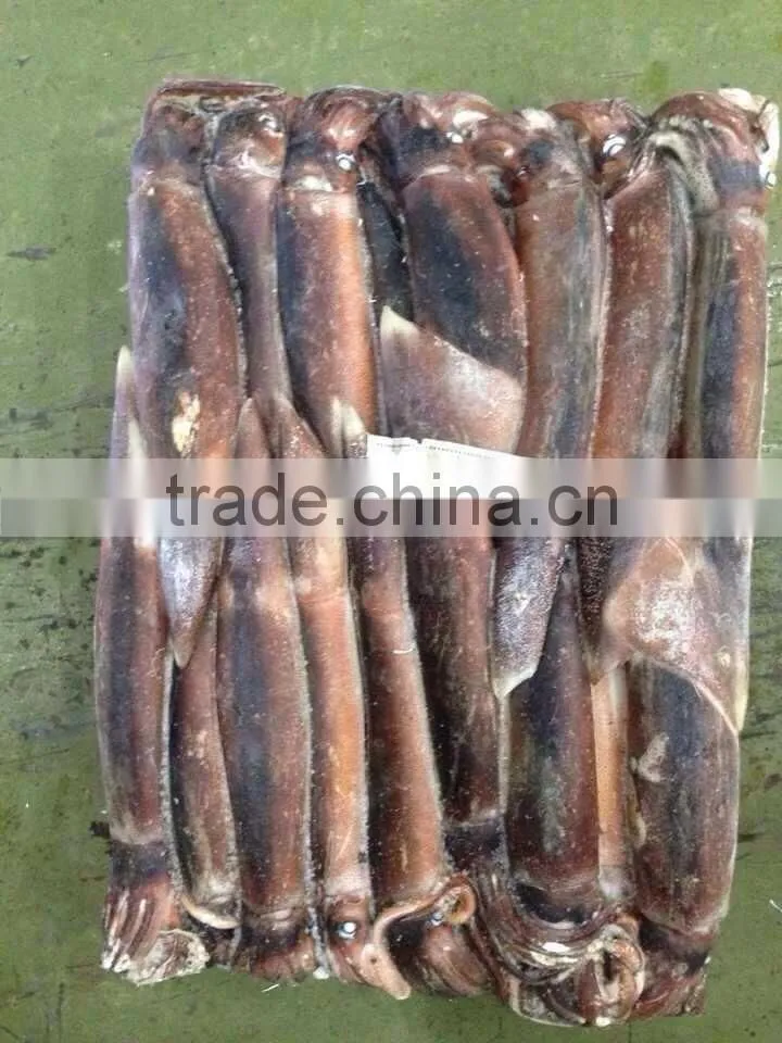 300-400g Sea Frozen W/R Illex Squid