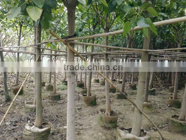 Ficus Religiosa landscaping project trees