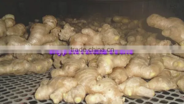 China Fresh Ginger Lowest Price