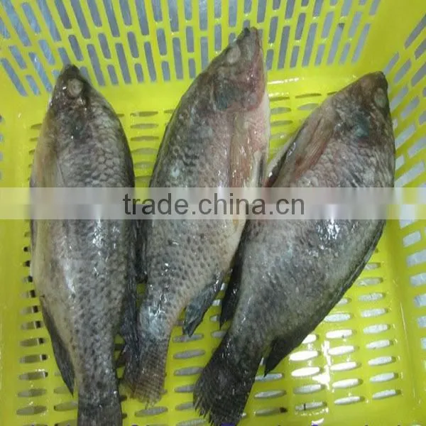 Frozen Fish Tilapia