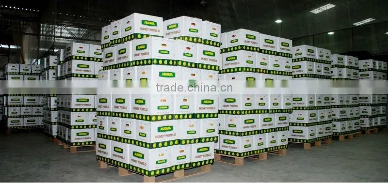 Chinese fresh pomelo