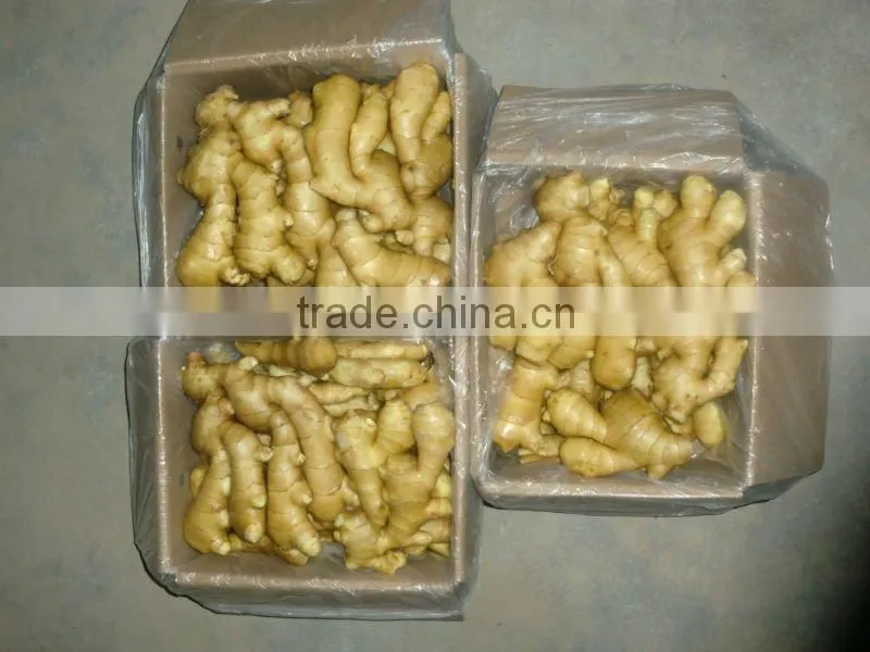 New Crop 2013 Fresh Ginger